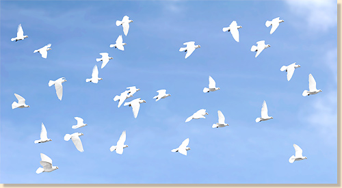 weiße Tauben fliegen vor blauen Himmel