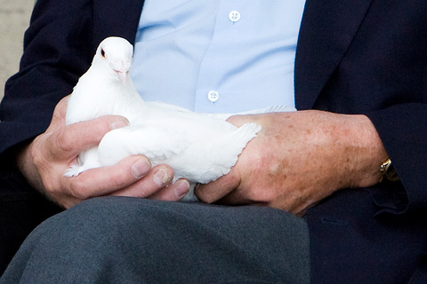 ruhige weiße Taube in der Hand Taubenbild in der Hand