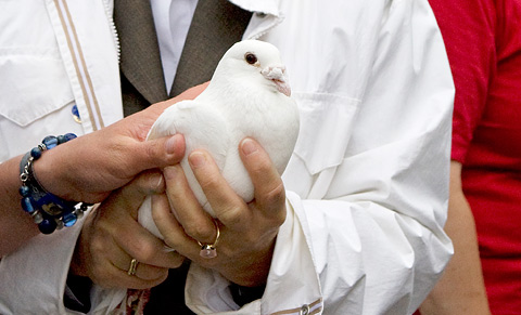 weiße Taube richtig gehalten